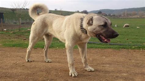 Anadolu çoban köpeği